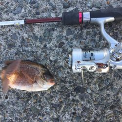 ウイリーサビキ